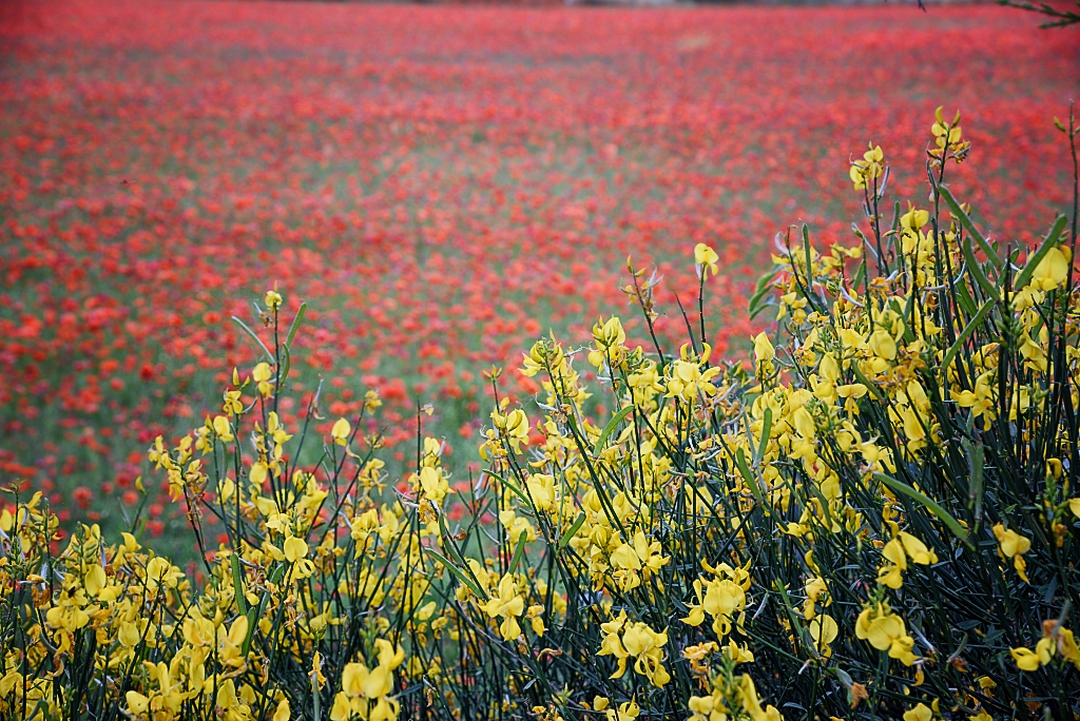 Red Carpet della Puglia | Primavera Murgiana